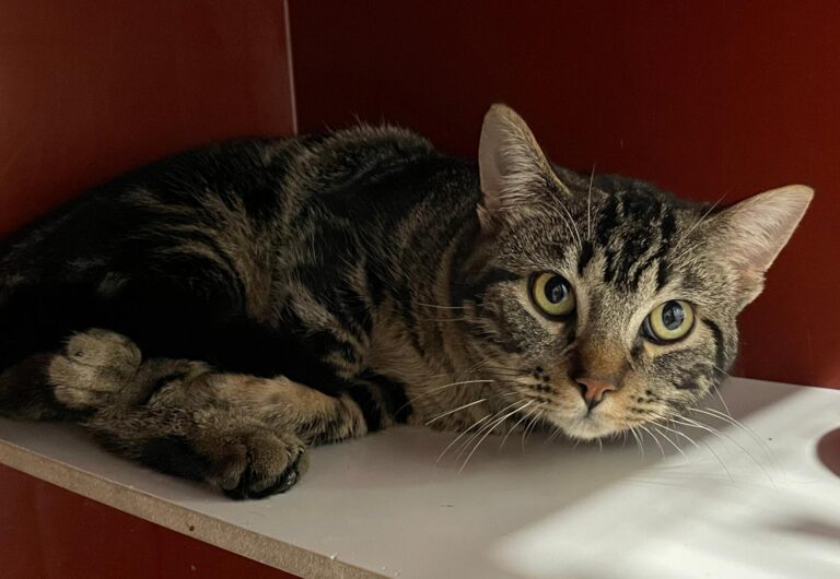 multimedia-foto86927-344-1