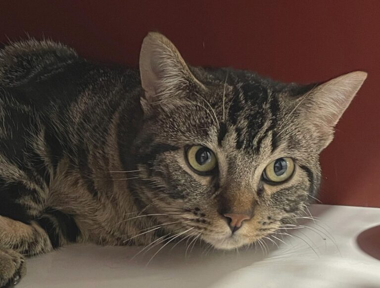 multimedia-foto86928-344-1