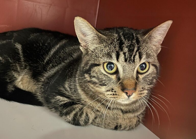 multimedia-foto86929-344-1