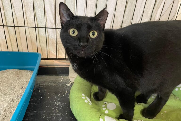 multimedia-foto86950-518-1