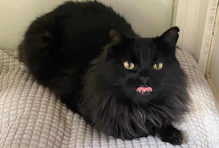 multimedia-foto86955-339-1