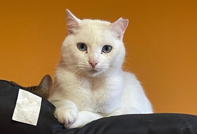 multimedia-foto86963-323-1