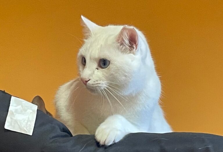 multimedia-foto86964-324-1