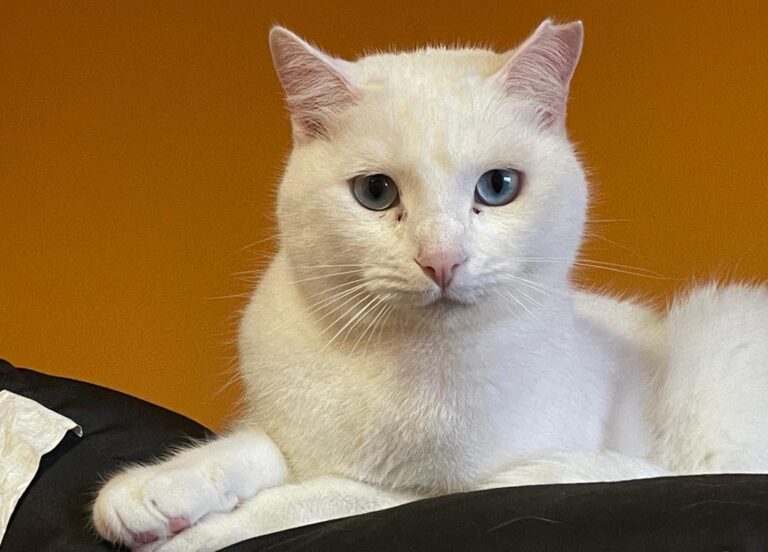 multimedia-foto86965-324-1