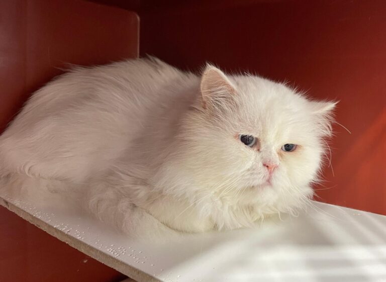 multimedia-foto87004-546-1