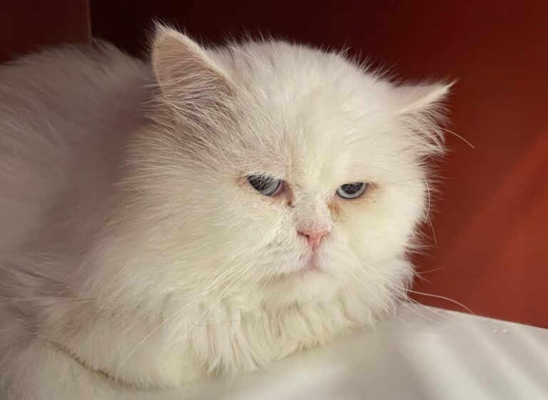 multimedia-foto87005-546-1