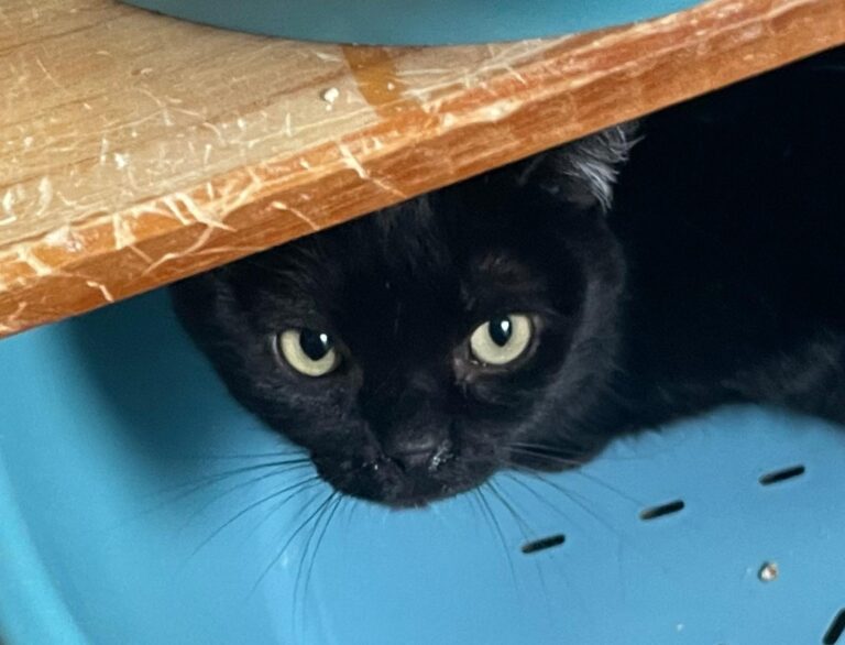 multimedia-foto87006-642-1