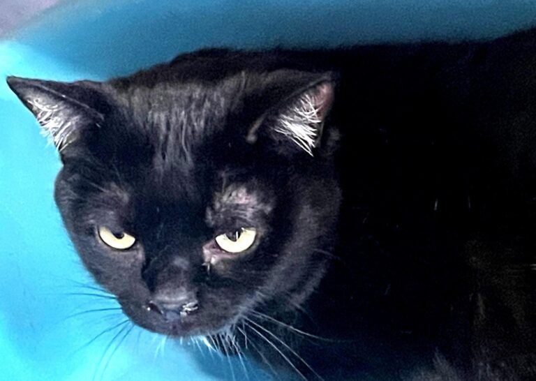 multimedia-foto87010-643-1