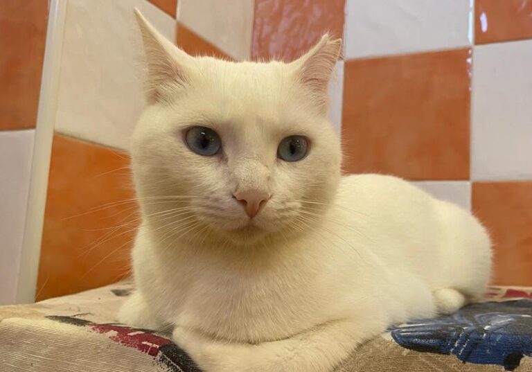 multimedia-foto87032-291-1