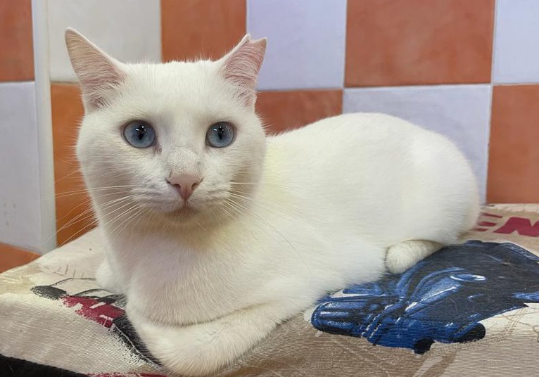 multimedia-foto87034-291-1