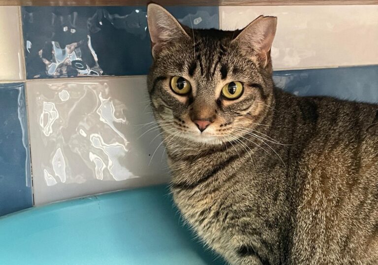 multimedia-foto87035-618-1