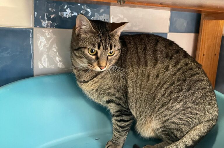 multimedia-foto87036-618-1