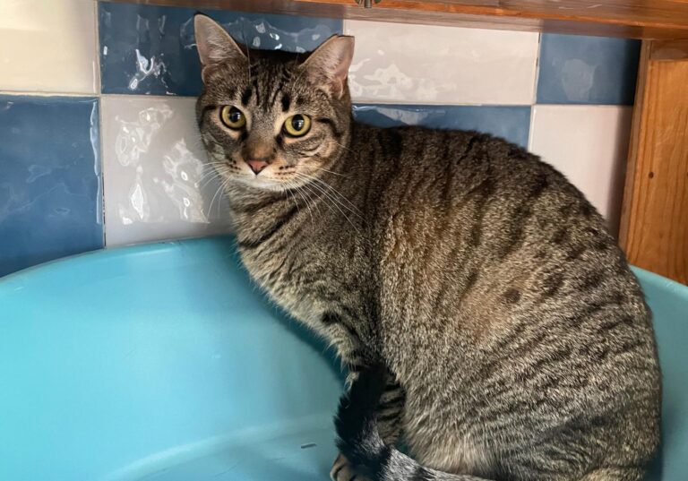 multimedia-foto87037-618-1