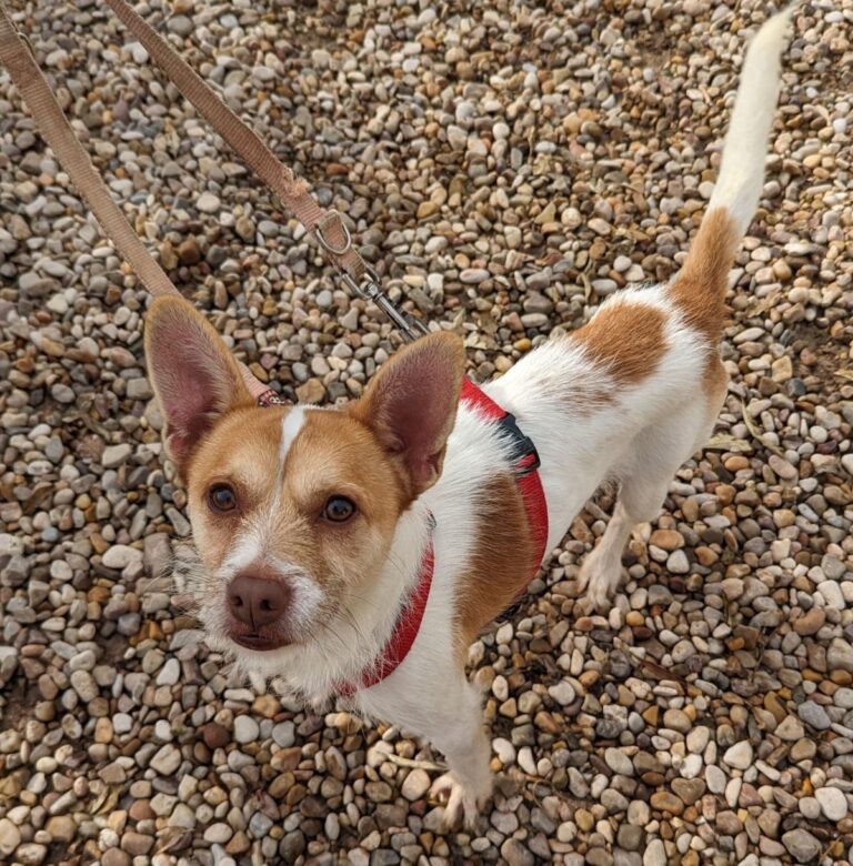 multimedia-foto87058-598-1