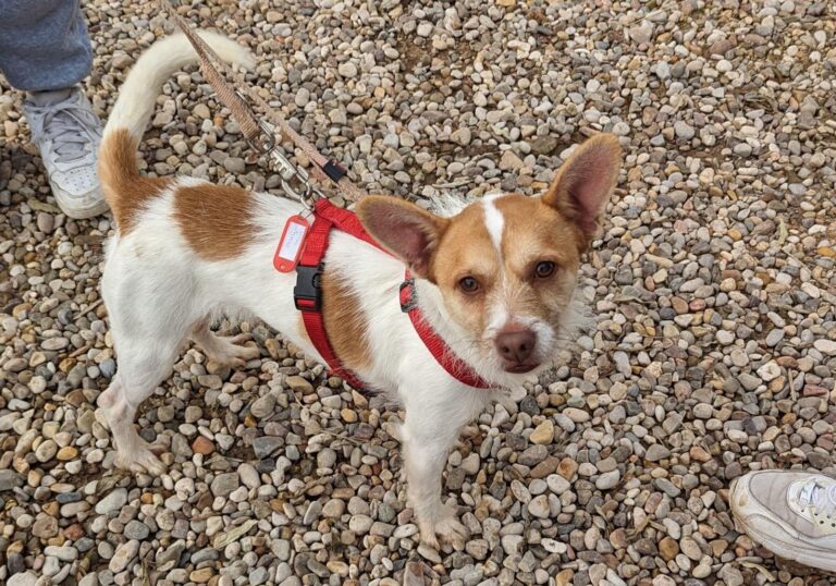 multimedia-foto87059-598-1