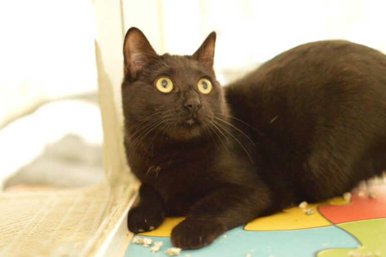 multimedia-foto87060-57-1