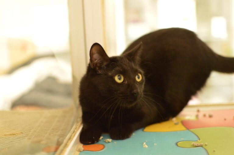 multimedia-foto87062-58-1