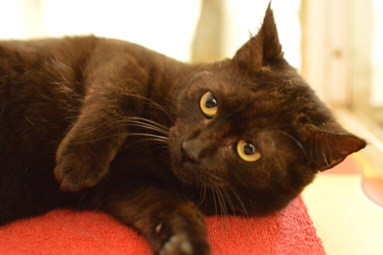 multimedia-foto87069-308-1