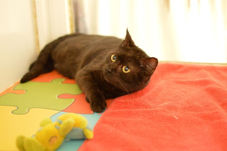 multimedia-foto87070-308-1