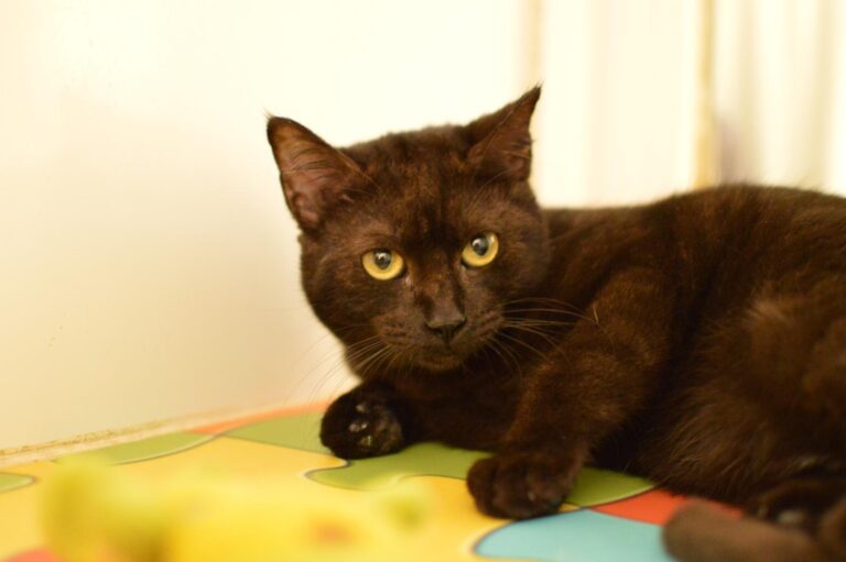 multimedia-foto87071-308-1