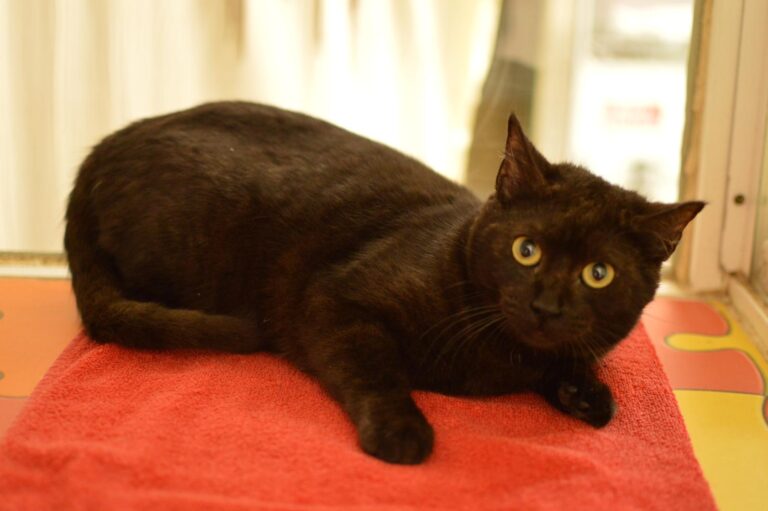 multimedia-foto87072-308-1