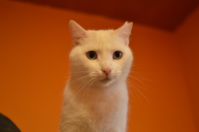 multimedia-foto87079-103-1