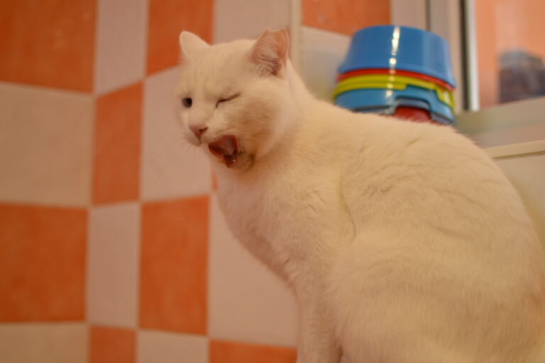 multimedia-foto87080-104-1