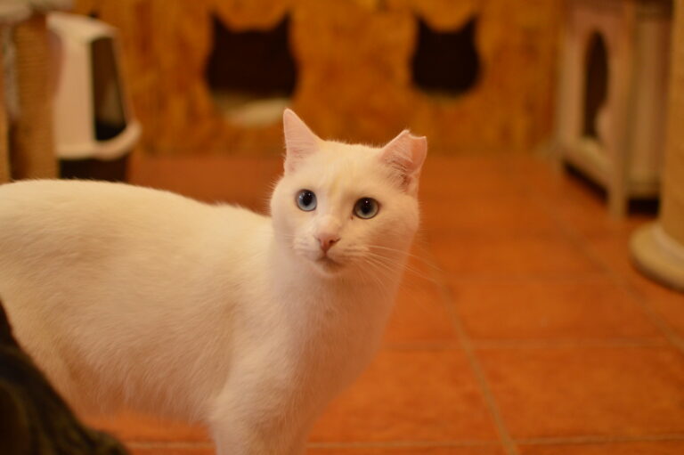 multimedia-foto87081-105-1