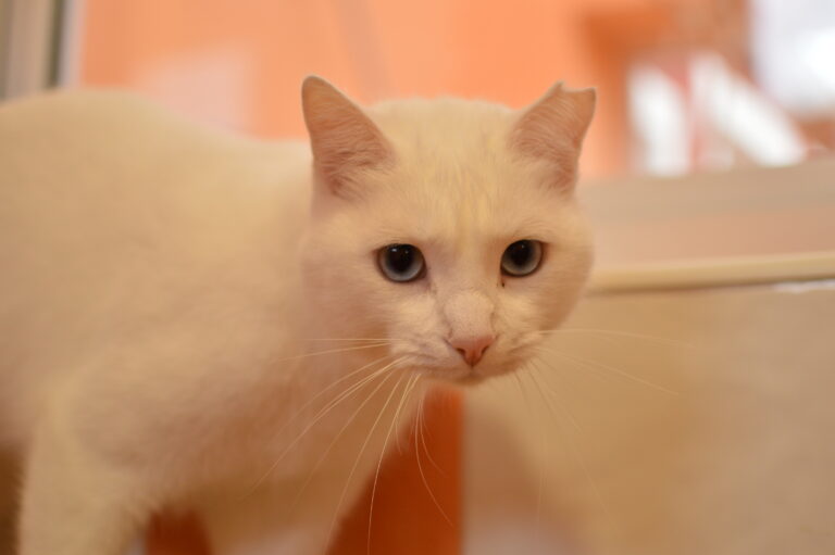 multimedia-foto87082-106-1