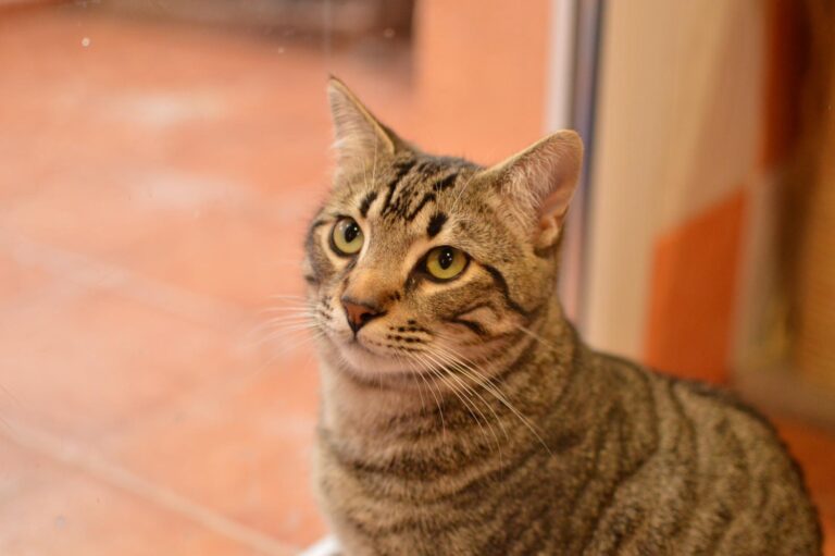 multimedia-foto87083-479-1