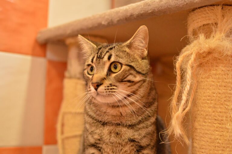 multimedia-foto87084-479-1