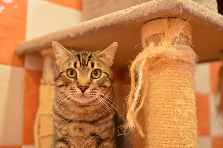 multimedia-foto87085-479-1