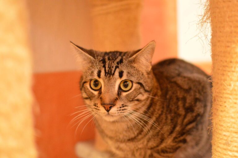 multimedia-foto87086-480-1