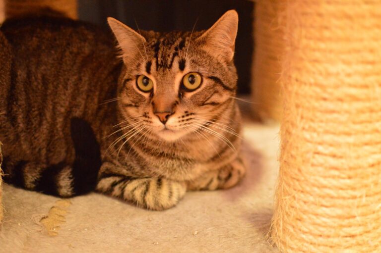 multimedia-foto87087-480-1