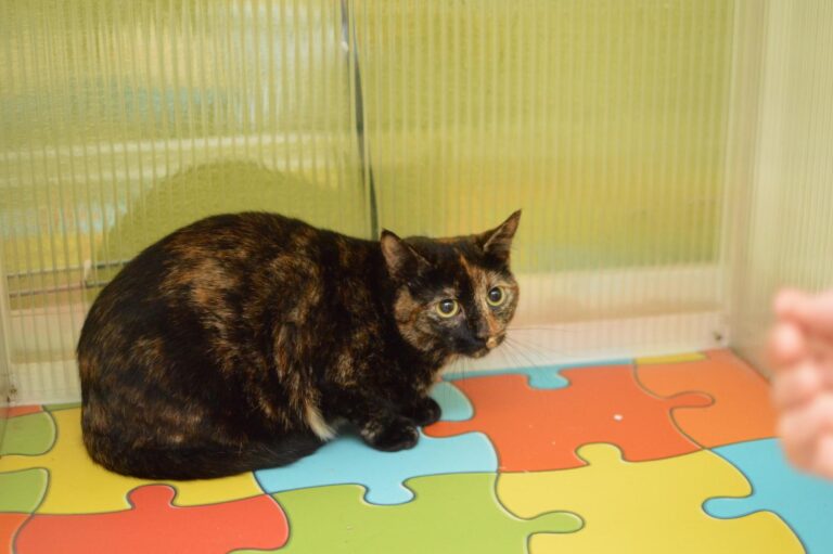 multimedia-foto87112-997-1