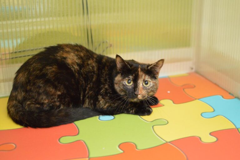 multimedia-foto87113-998-1