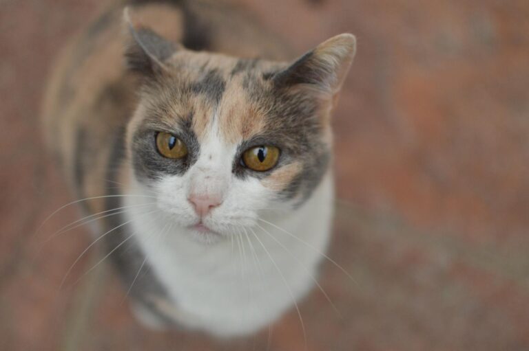 multimedia-foto87123-318-1