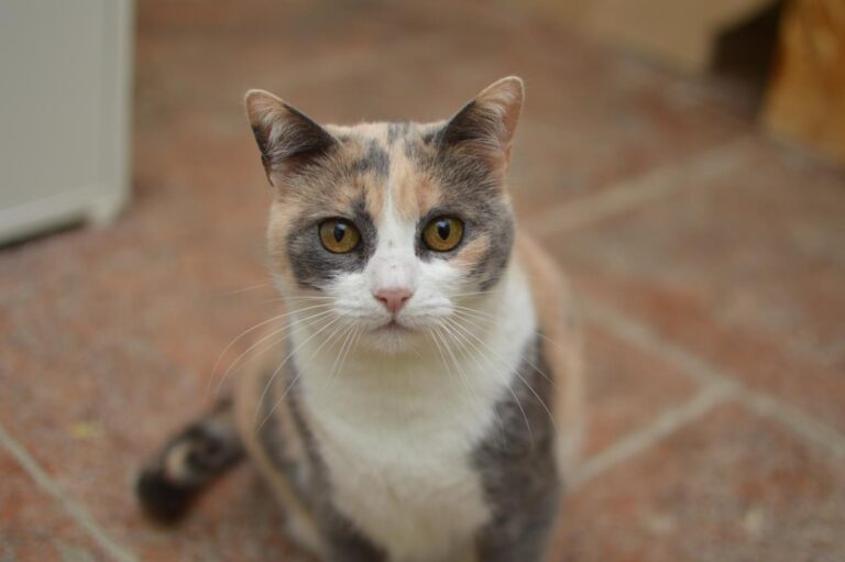 multimedia-foto87124-319-1