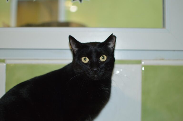 multimedia-foto87128-438-1