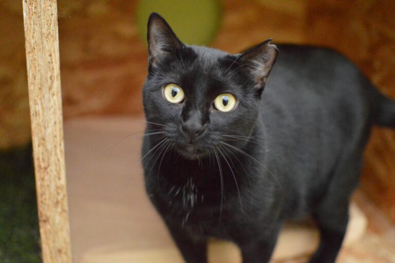 multimedia-foto87130-438-1