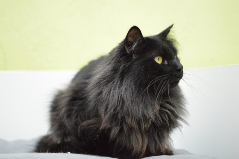 multimedia-foto87133-624-1