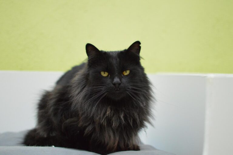 multimedia-foto87135-624-1