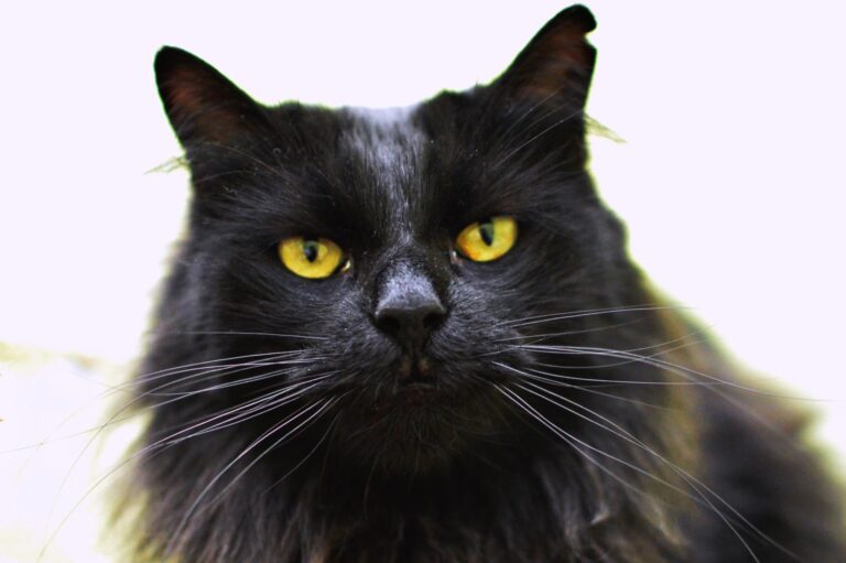 multimedia-foto87136-625-1