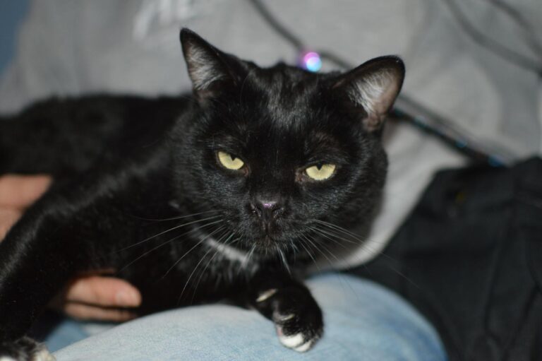 multimedia-foto87150-947-1