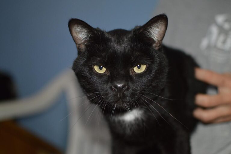 multimedia-foto87151-948-1