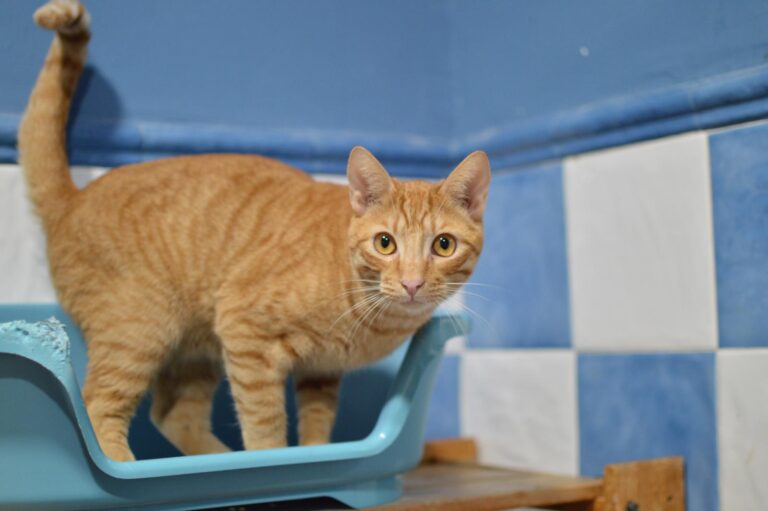 multimedia-foto87152-54-1