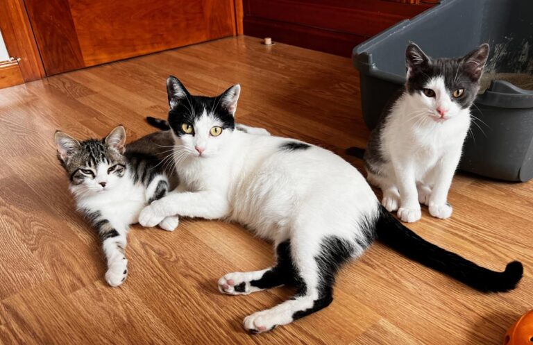 multimedia-foto87182-170-1