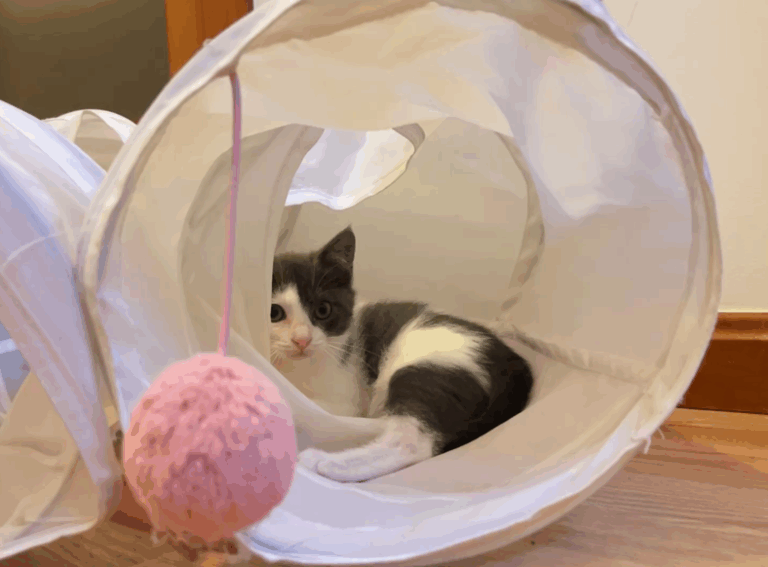 multimedia-foto87185-170-1