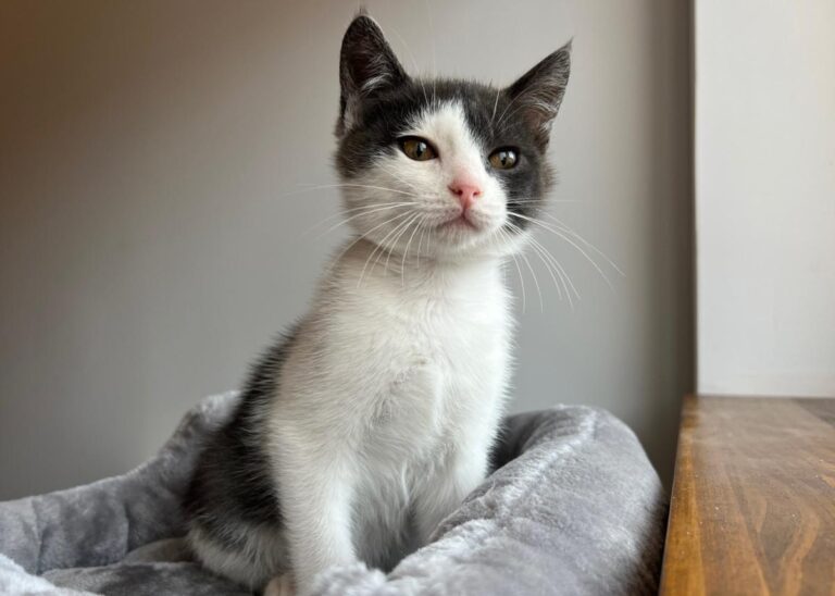 multimedia-foto87186-170-1