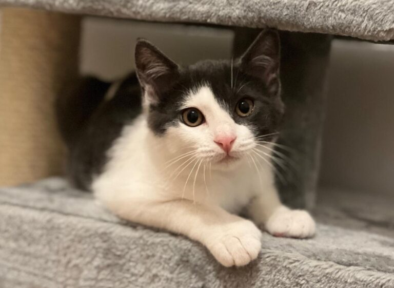 multimedia-foto87188-171-1